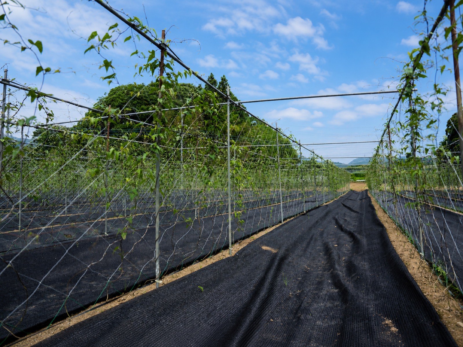 北茨城・華川町にある、支柱を組んだ自然薯畑
